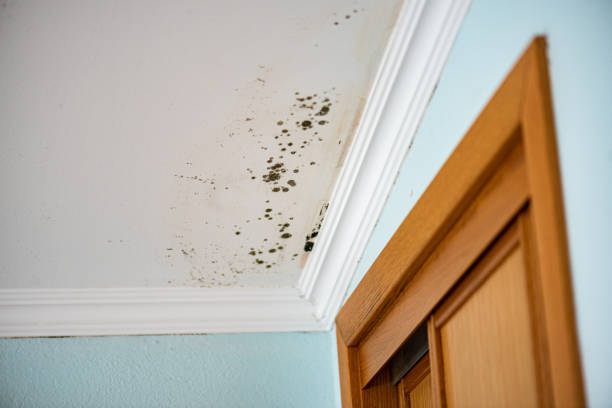 Best Best Mold Removal Companies  in Sunset Hills, MO