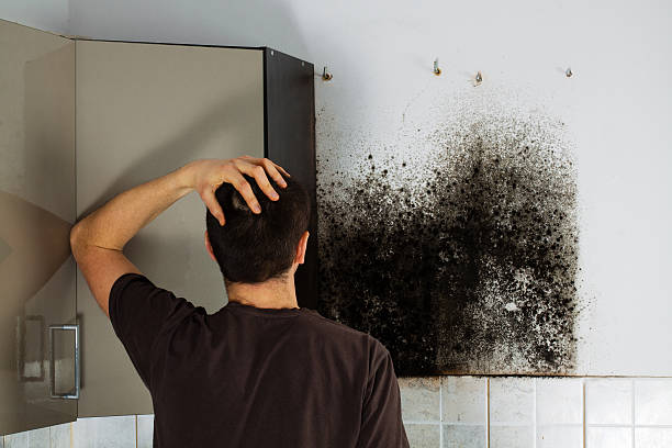 Attic Mold Removal in Sunset Hills, MO