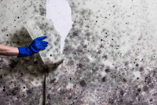 Office Mold Removal Services in Sunset Hills, MO