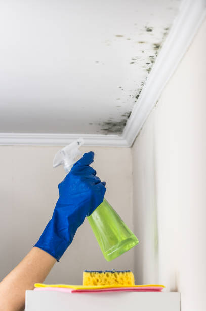 Certified Mold Removal in Sunset Hills, MO